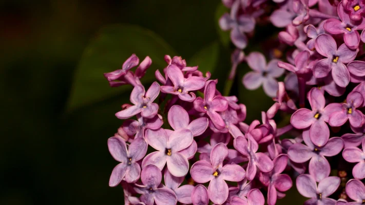 Flores rosas - Unidad de Ginecología - Clínica Costa Rica